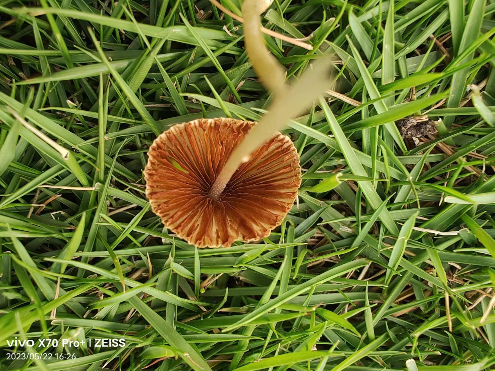 mushroom-image
